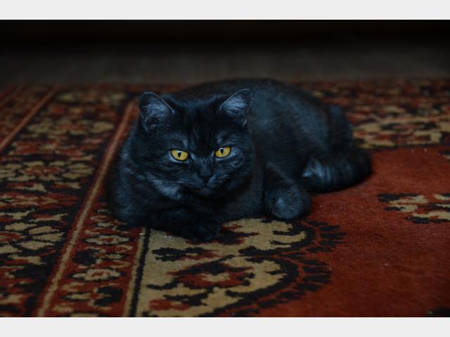 Продаю:  кошку окраса "черный дым" фото3