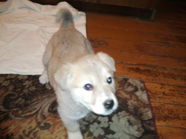 Отдам в дар: Отдам щенка-метиса Алабая с Лайкой фото2