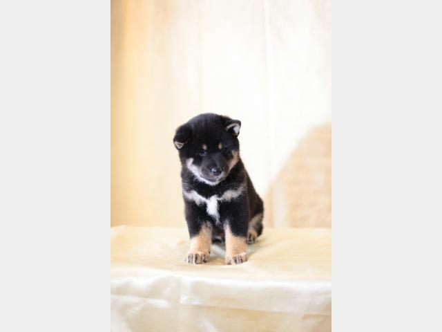 Продаю: Японские щеночки Шиба-ину (Сиба-ину) фото2