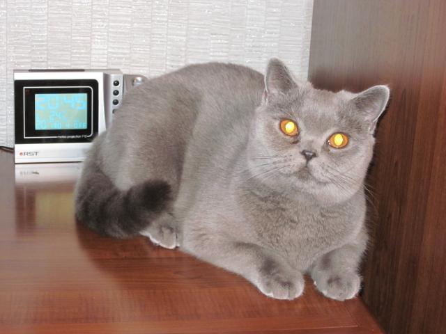 Вязка: Шотландская кошечка Лиза ищет шотландского котика 