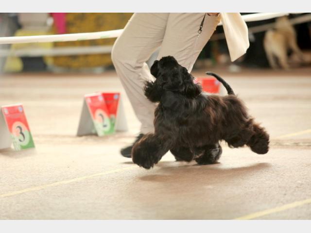 Продаю: Подрощенный щенок американского кокер спаниеля фото2