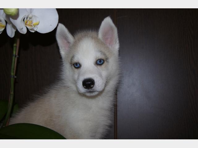 Продаю: Голубоглазые щенки Сибирский хаски фото3