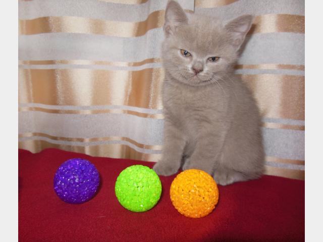 Продаю: Крупные лиловые котята фото3