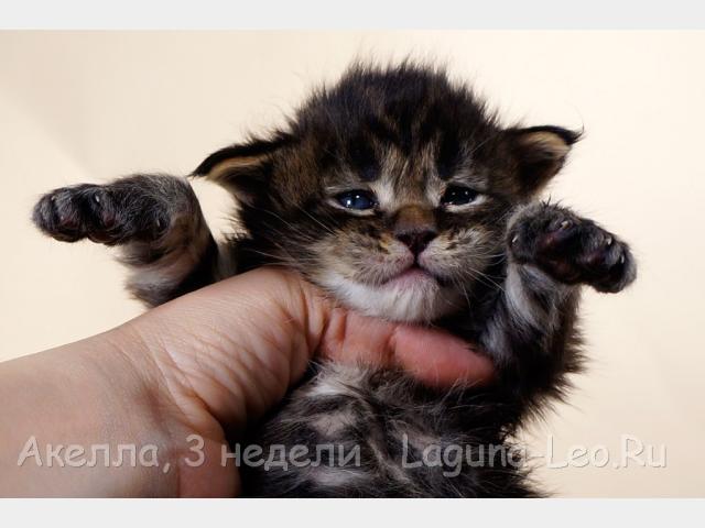 Продаю: Котята мейн кун из питомника фото3