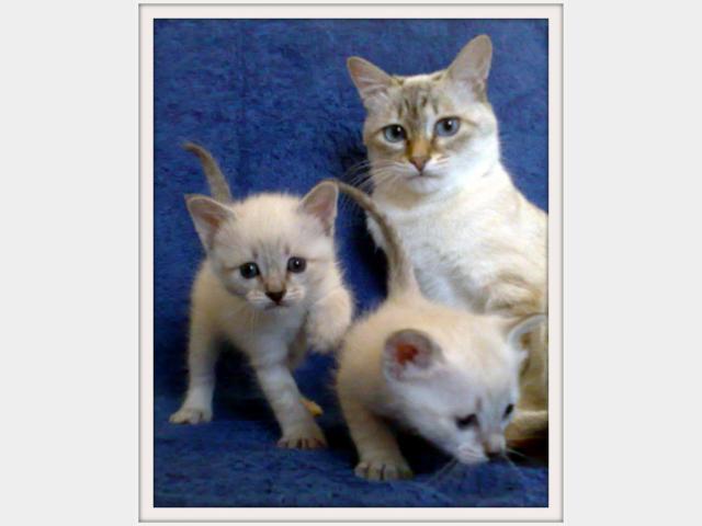 Продаю:  Тайских котят фото3