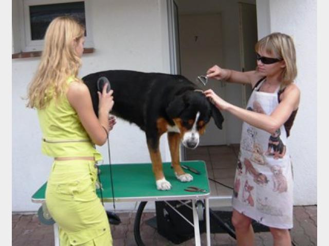 Предлагаю услуги: Стрижка собак в Самаре фото2
