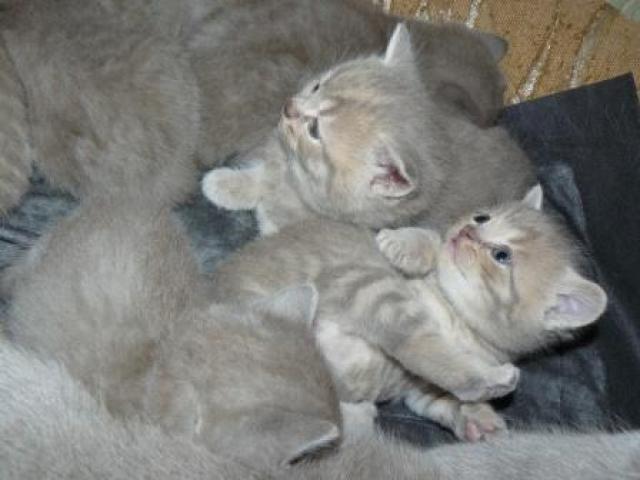 Продаю: Чистокровные британские котята из питомника  фото2