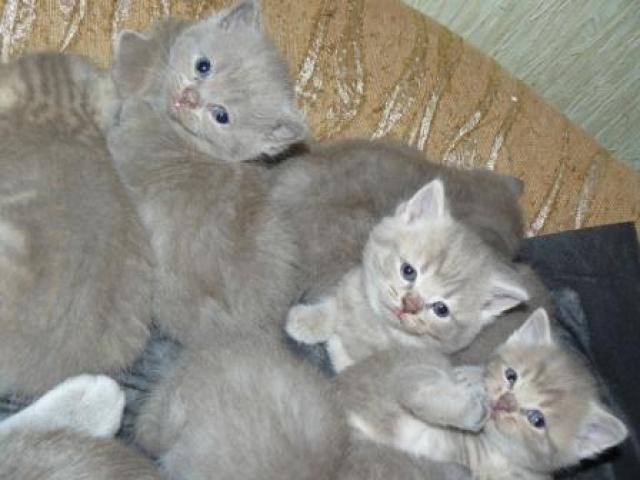 Продаю: Чистокровные британские котята из питомника  фото3