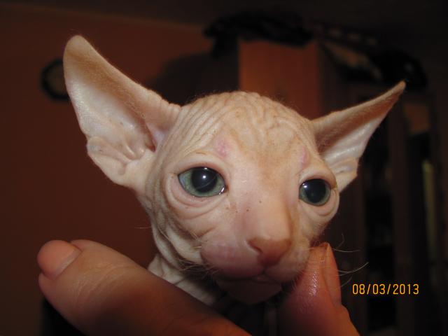 Продаю: Котята донского сфинкса фото2