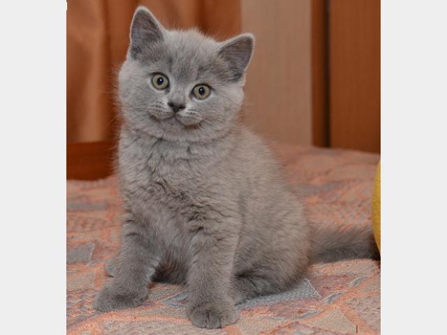 Продаю: Котята породы британская короткошерстная фото2