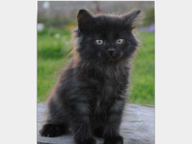 ᐉПродаю: Норвежские лесные котята 1,5 мес чёрные в городе Санкт-Петербург  (Санкт-Петербург Регион).