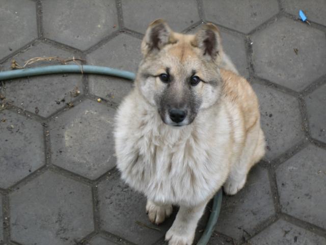 Продаю:  щенка западно-сибирской лайки-ОХОТНИКУ