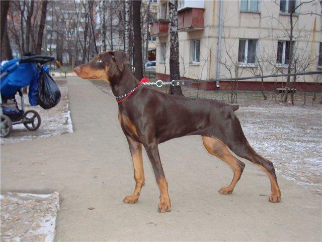 Отдам в дар: Девчушка Паппи ищет новый дом