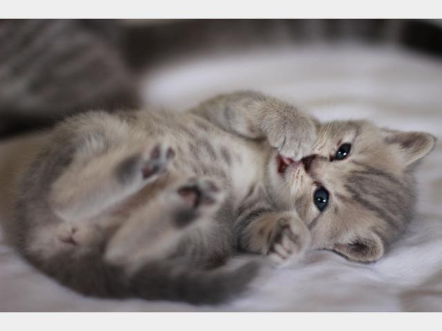 Продаю: Очаровательные котята британской породы фото3