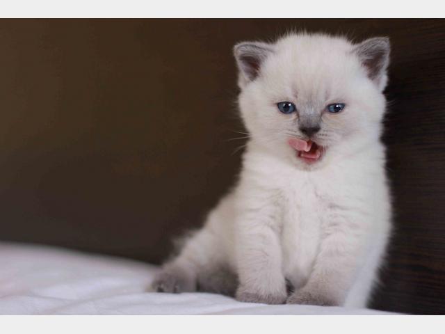Продаю: Очаровательные котята британской породы фото4