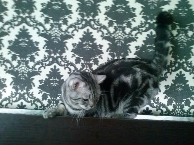 Вязка: Британский кот приглашает кошечек на вязку фото3