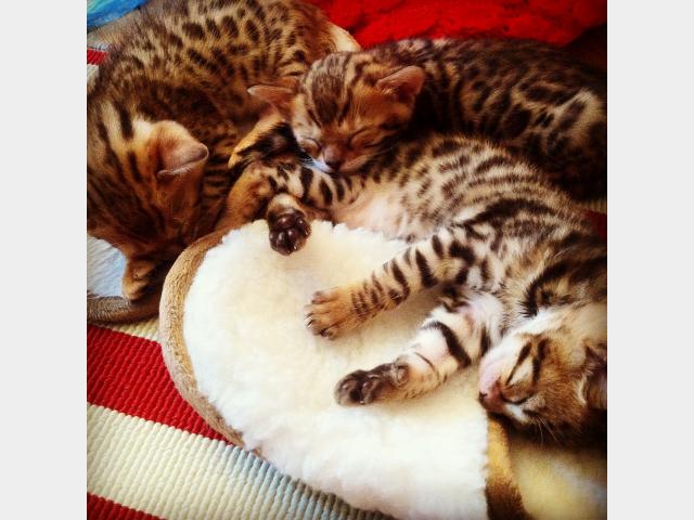 Продаю: Бенгальские котята Леопардик у вас дома