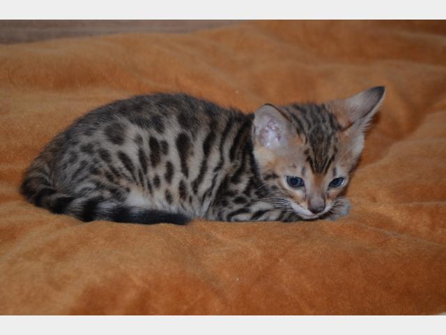Продаю: Бенгальские котята Леопардик у вас дома фото2
