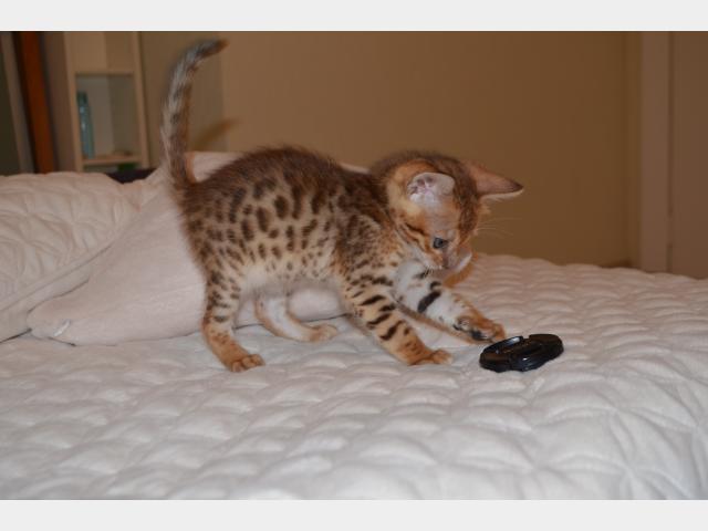 Продаю: Бенгальские котята Леопардик у вас дома фото3