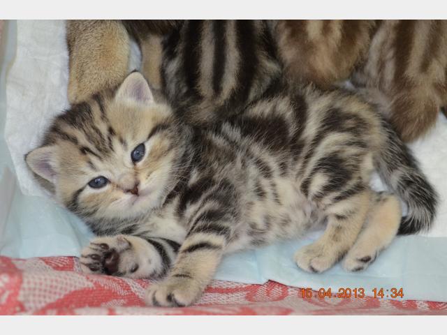 Продаю:  британских котят мраморных окрасов фото2
