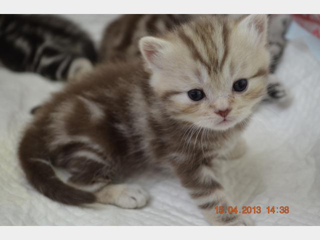 Продаю:  британских котят мраморных окрасов фото3