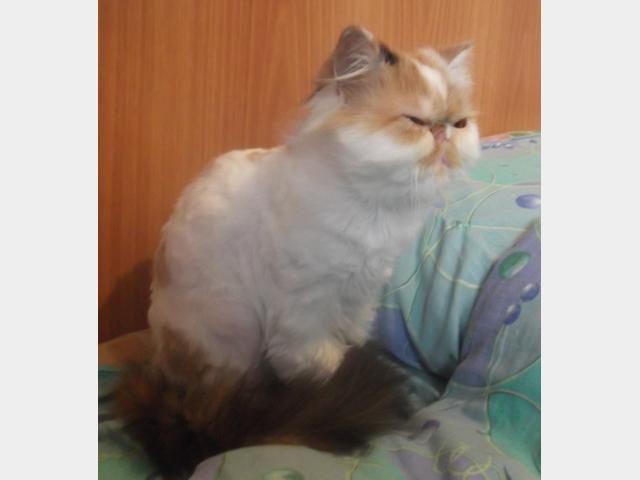 Отдам в дар: Отдам персидскую кошку фото2