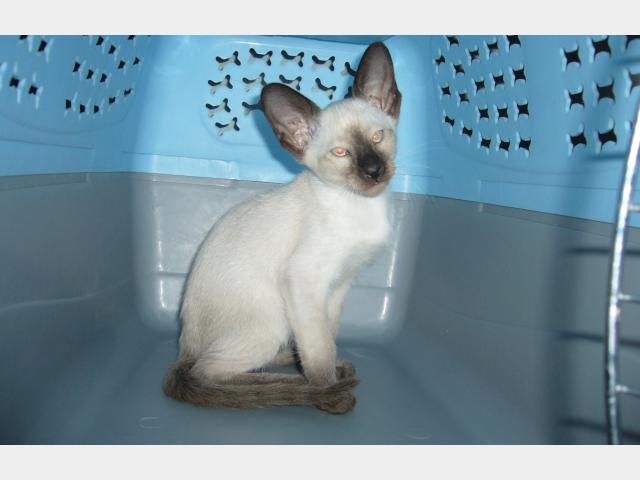 Продаю: Котята Сиамской породы с документами фото2