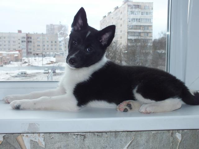 Продаю:  щенка русско-европейской лайки (суку) фото3