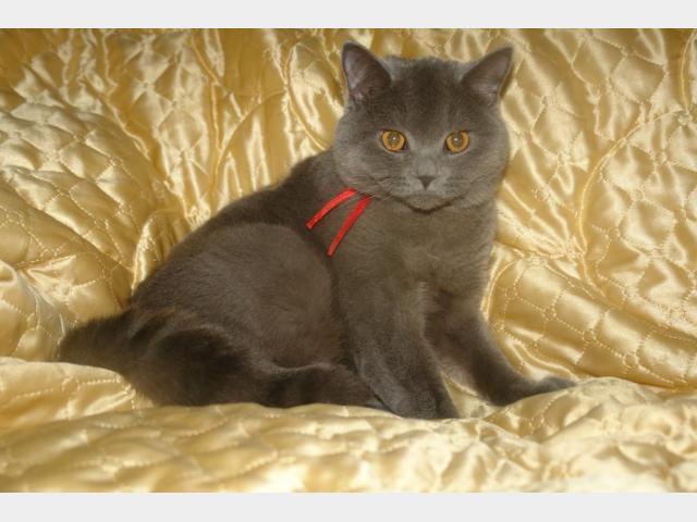 Вязка: Битанский прямоухий кот с документами вязка 