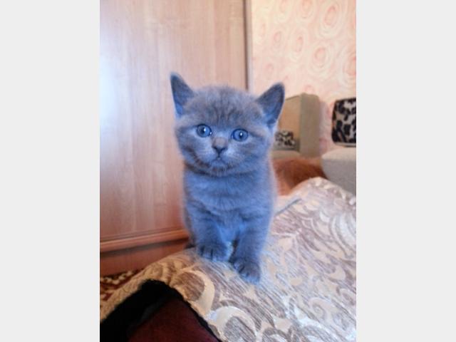 Продаю: Британские голубые котята с родословной фото3