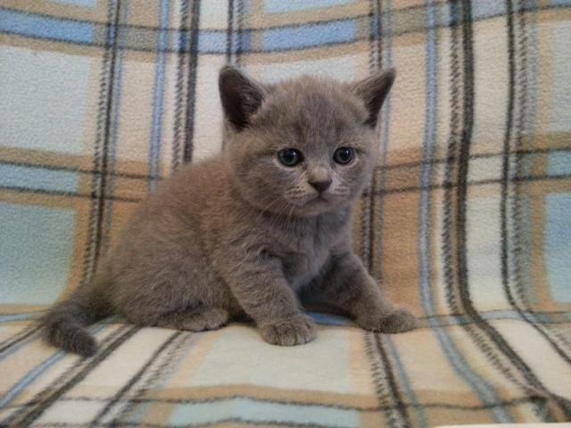 Продаю: Британские голубые котята с родословной