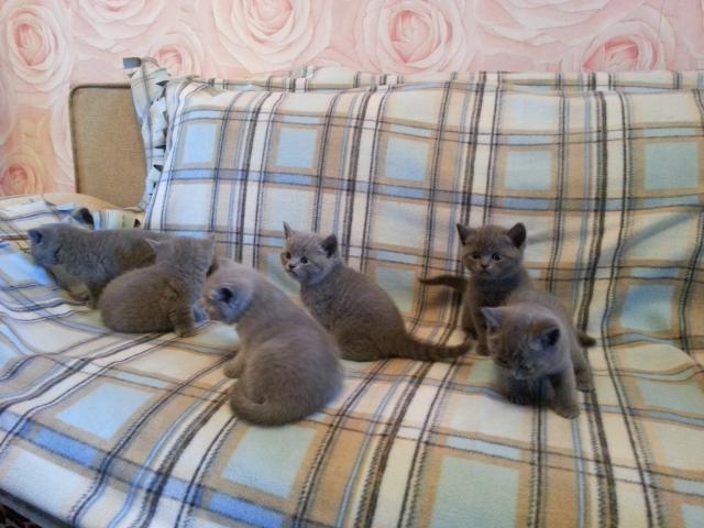 Продаю: Британские голубые котята с родословной фото2
