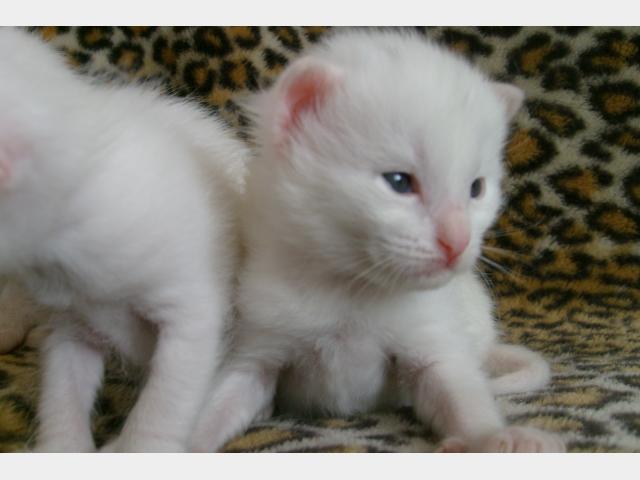 Отдам в дар: Очаровательный белый котенок