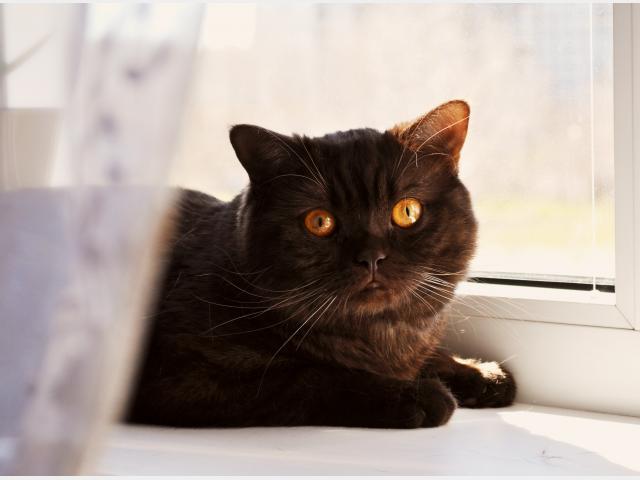 Вязка: Вязка с британским котиком