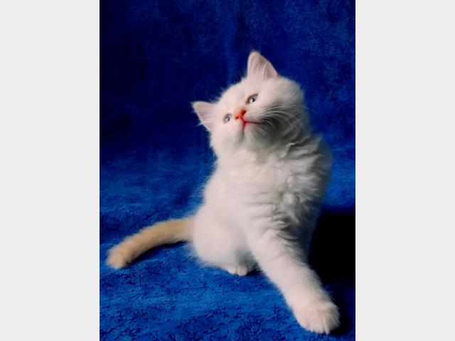 Продаю: Невский Маскарадный котенок редкого окраса фото2