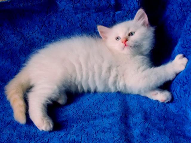 Продаю: Невский Маскарадный котенок редкого окраса фото3