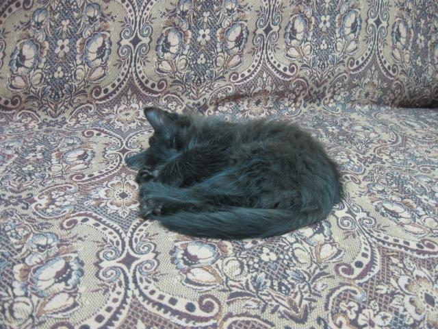 Отдам в дар: Отдам черного котенка фото3