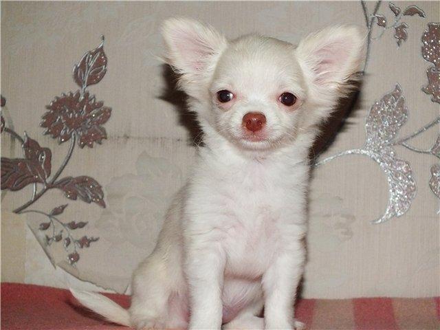 Продаю: Красивые щенки чихуахуа фото2