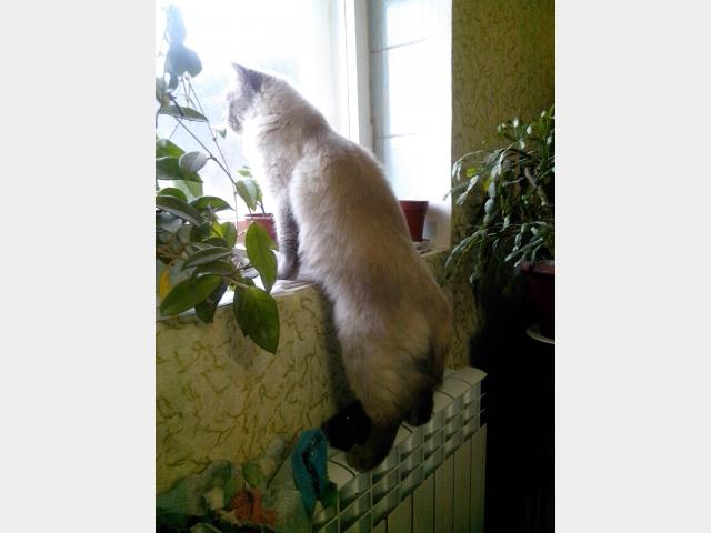 Вязка: Невский Маскарадный котик для вязки фото3