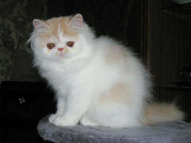 Продаю: Котенок персидский фото2