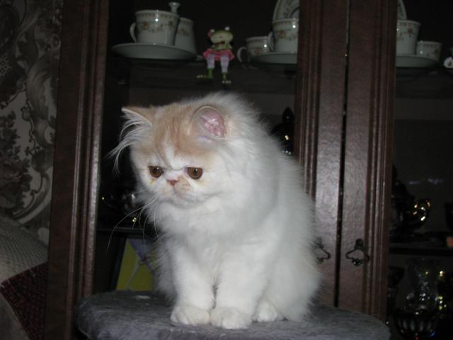 Продаю: Котенок персидский фото3