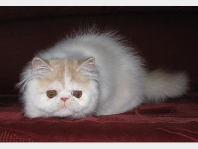 Продаю: Котенок персидский
