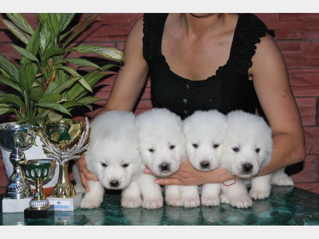 Продаю: Щенки Пиренейской горной собаки (Америка)