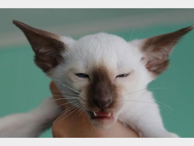 Продаю:  сиамского котика с шикарным профилем фото2