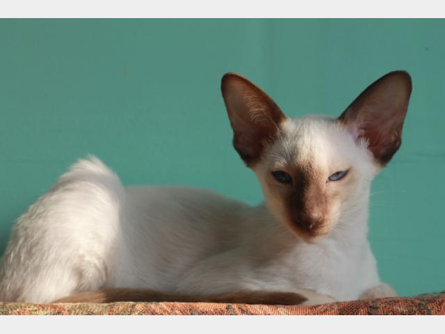 Продаю:  сиамского котика с шикарным профилем фото3