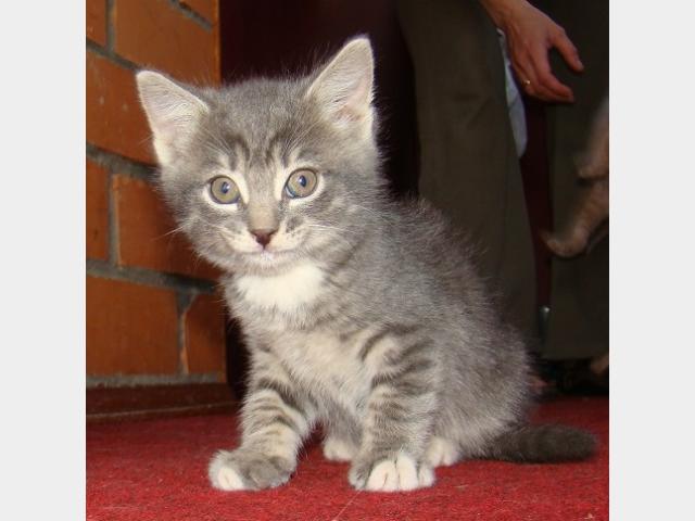 Продаю:  котят от сибирской кошки фото2