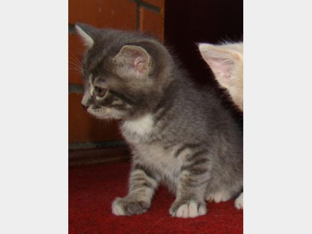 Продаю:  котят от сибирской кошки фото3