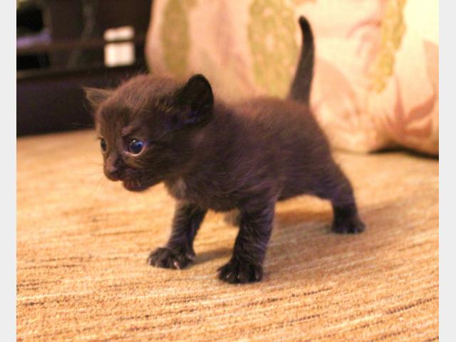 Отдам в дар: Клевые черные котята в добрые руки срочно фото2