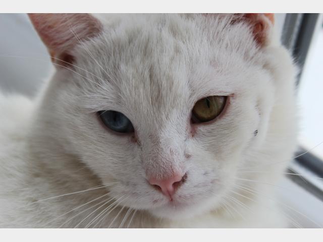 Потерялся/Нашелся: Пропал белый кот в районе Москвы фото2