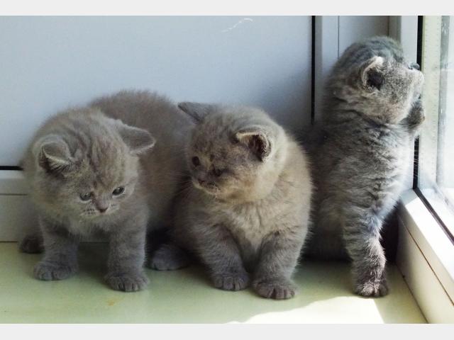 Продаю:  британских плюшевых котят фото2